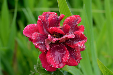 Nature!Insects, lizards and plants!Rosa!