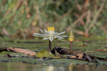 Waterlily flower in pond