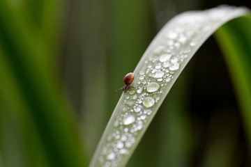 Nature!Insects, lizards and plants!Rosa!