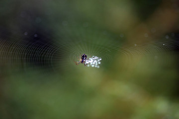 Nature!Insects, lizards and plants!Rosa!