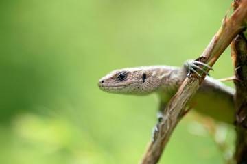 Nature!Insects, lizards and plants!Rosa!