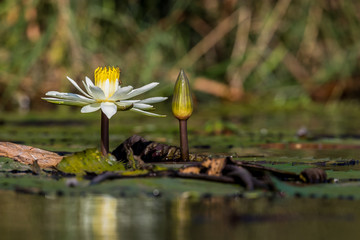 Water lily in pond