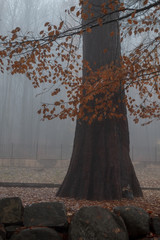 Old tree with autumn leaves