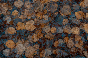 rainy day ground in forest