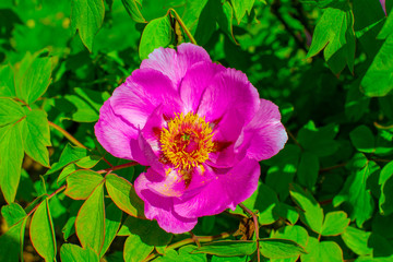 Obraz premium Purple flower close up with background leaves