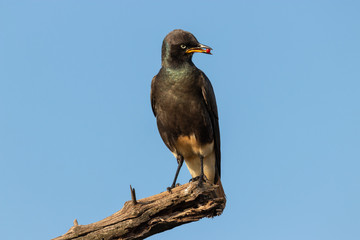Pied starling or African pied starling (Lamprotornis bicolor) with red berry in beak
