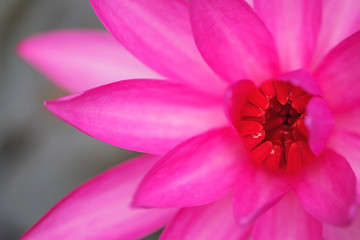 Obraz na płótnie Canvas lotus flower close up on background.