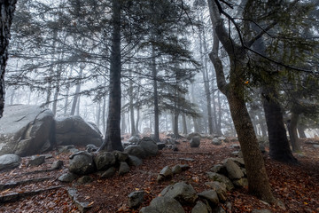 track into forest with autumn leaves