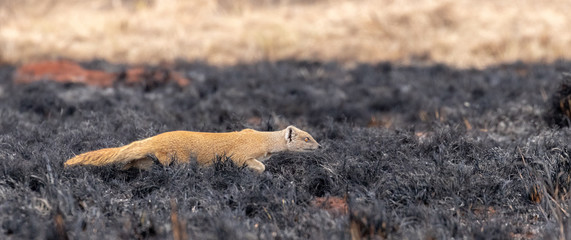 Slender mongoose hunting
