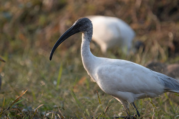 Black-headed ibis (Threskiornis melanocephalus)