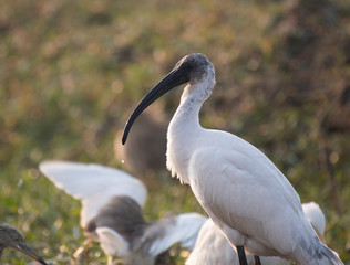 Black-headed ibis (Threskiornis melanocephalus)