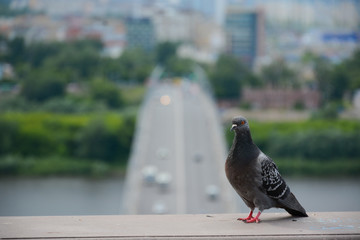 NIZHNY NOVGOROD, RUSSIA - JULY 31, 2018: Photo of pigeon from Fedorovsky embankment one of the most beautiful viewpoints in Nizhny Novgorod