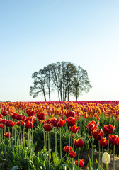 Tree and tulips at tulip festival