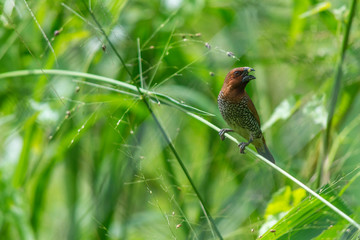 Brown bird on a green grass