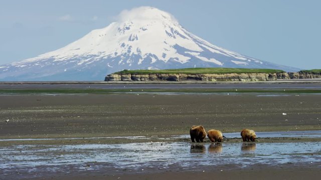 Alaskan mother Brown Bear and cubs with Mt Redoubt volcano Katmai Peninsula Coastline National Park Reserve Wilderness Alaska USA 