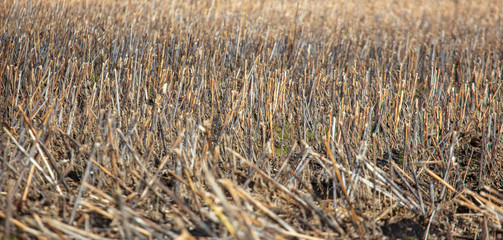 Fototapeta premium Field with dry mowed sunflower in autumn