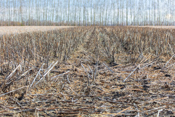 Fototapeta premium Field with dry mowed sunflower in autumn