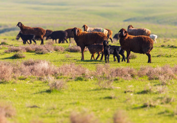 A flock of sheep graze in a field in spring