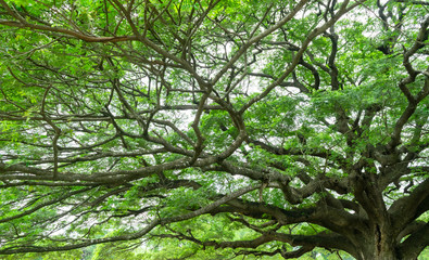 The giant Jamjuree tree with many branches for backgrounds texture