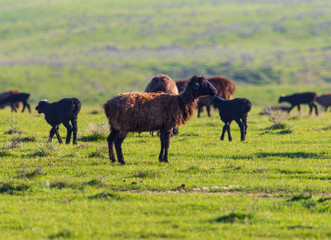 A flock of sheep graze in a field in spring