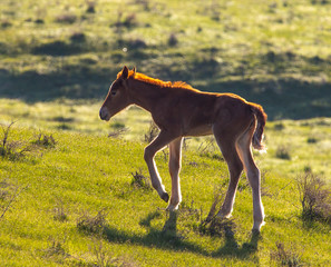 Portrait of a horse in the spring steppe