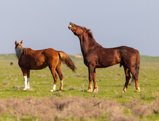 Fototapeta na wymiar Horses graze in the steppe of Kazakhstan in spring