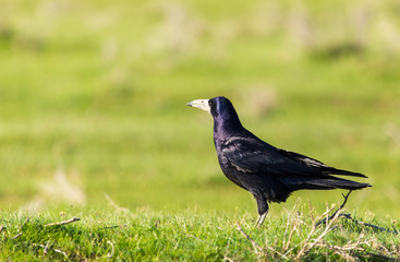 Crow in the field with green grass