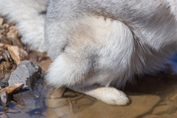 Paws of a dog in water on nature