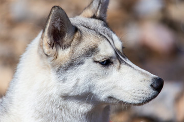 Portrait of a husky dog in nature