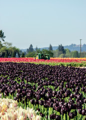 Purple tulip field at tulip festival