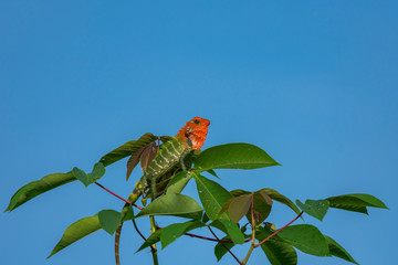 Chameleon on a tree branch