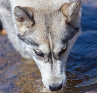Husky Dog Drinking Water From A Stream