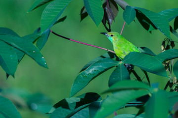 Green Bird on a tree