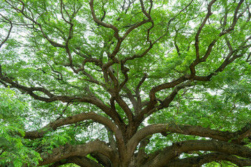 Obraz premium The giant Jamjuree tree with many branches for backgrounds texture