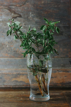 Artic basil