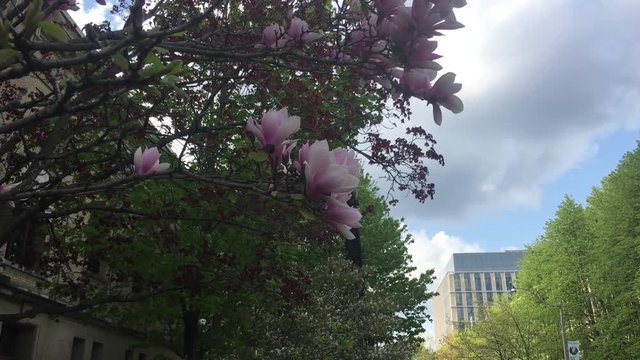 Chinese Magnolia Tree or Tulip Tree with beautiful blue sky background in Toronto Ontario Canada