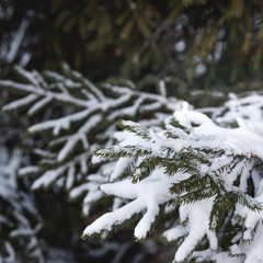 Closeup of the branches of the Christmas fir in the forest. Snow on the Christmas tree. The concept of Christmas and New Year.