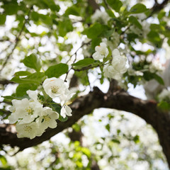 Closeup of a blooming apple tree in the park against the sky. White flowers of apple trees in the garden.