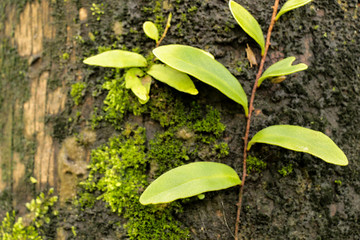 Moss on Tree at garden