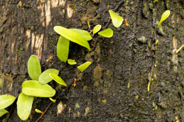 Moss on Tree at garden