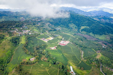 agricultural area green tea on mountain chiang rai Thailand