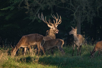 Red Deer Stags (Cervus elaphus)