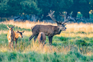 Red Deer Stags (Cervus elaphus)