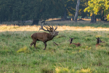 Red Deer Stags (Cervus elaphus)