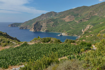 Fototapeta na wymiar banana plantations on the sea cliffs in Mediterranean Guneykoy, Antalya, Turkey