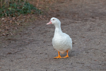 canard