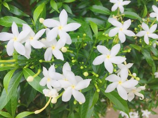 White flowers texture/background 
