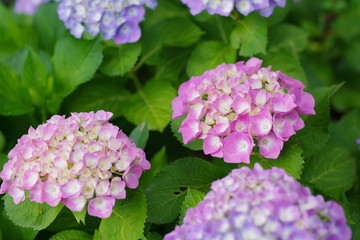 紫陽花（hydrangea）	