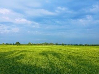 Rice field in Thailand