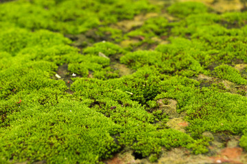 Moss in garden